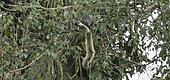 Grizzled giant squirel (Ratufa macroura) On tree eating figs, Halimun Salak National Park, West Java -3-
