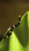 Hammerhead worm (Bipalium sp) on a leave, North Sumatra, Indonesia