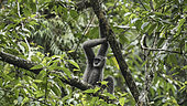 Javan gibbon or silvery gibbon (Hylobates moloch ) Resting position on tree, West Java, Indonesia