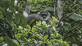 Javan gibbon or silvery gibbon ( Hylobates moloch ) Resting position on tree, West Java, Indonesia