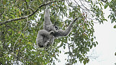 Javan gibbon or silvery gibbon (Hylobates moloch ) reaching for fruit in forest canopy, West Java, Indonesia