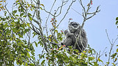 Javan gibbon or silvery gibbon ( Hylobates moloch ) Resting position on tree, West Java, Indonesia
