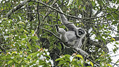 Javan gibbon or silvery gibbon ( Hylobates moloch )Resting position on tree canopy, West Java, Indonesia