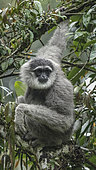 Javan gibbon or silvery gibbon (Hylobates moloch) Resting position on tree, West Java, Indonesia