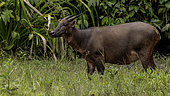 Lowland anoa or dwaft buffalo (Bubalus depresicornis) Pregnant female at salt lick, North Sulawesi -2-