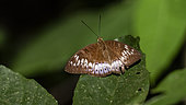 Malay Viscount butterflie on leave (Tanaecia pelea) Gunung Leuser National Park, North Sumatra, Indonesia