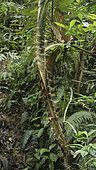 Rattan Plant (Calamus caesius) Halimun Salak National Park, West Java, Indonesia