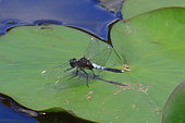 Lilypad whiteface (Leucorrhinia caudalis) on a leaf, Isere, France