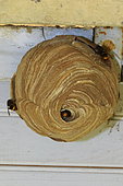 Asian predatory Hornet (Vespa velutina) on nest