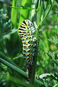 Old World Swallowtail (Papilio machaon) caterpillar on a stem