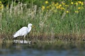 Great Egret (Ardea alba) with a frog in its beak, The Dombes, France