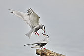 Territorial dispute between Whiskered tern (Chlidonias hybrida) on a pond, France