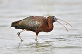 Glossy Ibis (Plegadis falcinellus) side view of an adult eating in a swamp, Spain