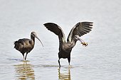 Glossy Ibis (Plegadis falcinellus) harassing a other Glossy ibis to steal the crayfish it has just caught Spain