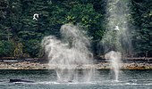 Humpback whales (Megaptera novaeangliae) are letting out the fountains. Chatham Strait area. Alaska. USA.