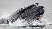 Bubble-net feeding of the Humpback whale (Megaptera novaeangliae). Chatham Strait area. Alaska. USA. [dump] =>