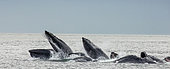 Bubble-net feeding of the Humpback whales (Megaptera novaeangliae). Chatham Strait area. Alaska. USA.