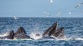 Bubble-net feeding of the Humpback whales (Megaptera novaeangliae). Chatham Strait area. Alaska. USA.