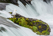 Seagull is standing on a rock in the middle of the river. Alaska. Katmai National Park. USA.