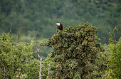 Bald eagle (Haliaeetus leucocephalus) is sitting on the top of a pine. Alaska. Katmai National Park. USA.
