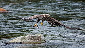 Eagle flies from stone with prey in its claws. Alaska. Katmai National Park. USA.