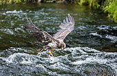 Eagle is flying with prey in its claws. Alaska. Katmai National