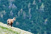 Chamois (Rupicapra rupicapra) on the grass and falling snow, Slovakia