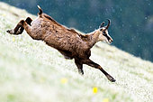 Chamois (Rupicapra rupicapra) running on the grass and falling snow. Slovakia