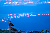 Ibex (Capra ibex) lies on the grass in blue hour. Slovakia