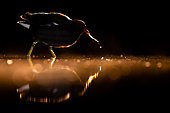 Coot (Gallinula chloropus) in the lake at night. Slovakia