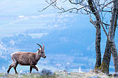 Ibex (Capra) walks in the grass among the trees. Slovakia