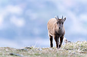 Ibex (Capra) walks in the grass. Slovakia
