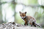Red fox (Vulpes vulpes) in the forest. Slovakia