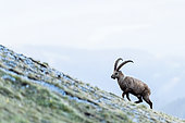 Ibex (Capra ibex) walks in the grass. Slovakia