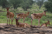 Coke's hartebeest (Alcelaphus buselaphus cokii), Lualenyi, Tsavo Conservation Area, Kenya.