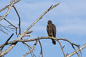 Lesser Spotted Eagle (Clanga pomarina) on a branch, Lualenyi, Tsavo Conservation Area, Kenya.