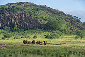 Elephants (Loxodonta africana) at Lion Rock, a promontory which has inspired the Walt Disney movie "The Lion King". Lualenyi, Tsavo Conservation Area, Kenya.