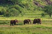 Elephants (Loxodonta africana). Lualenyi, Tsavo Conservation Area, Kenya.