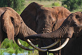 African elephants (Loxodonta africana), Lualenyi, Tsavo Conservation Area, Kenya.