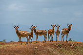 Coke's hartebeest (Alcelaphus buselaphus cokii), Lualenyi, Tsavo Conservation Area, Kenya.