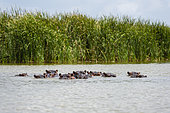 Hippopotamus (Hippopotamus amphibius), Lake Jipe, Tsavo West National Park, Kenya.
