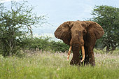African elephant (Loxodonta africana), Lualenyi, Tsavo Conservation Area, Kenya.