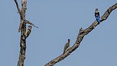 Grey-headed kingfisher (Halcyon leucocephala) and Nubian woodpecker (Campethera nubica), Lualenyi, Tsavo Conservation Area, Kenya.
