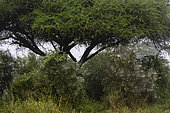 Spider nets, Lualenyi, Tsavo Conservation Area, Kenya.