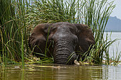 African elephant (Loxodonta africana) in water, Lake Jipe, Tsavo West National Park, Kenya.