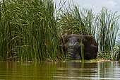 African elephant (Loxodonta africana), Lake Jipe, Tsavo West National Park, Kenya.