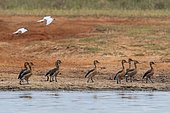 Fulvus Whistling Duck (Dendrocygna bicolor) on bank, Lake Jipe, Tsavo West National Park, Kenya.