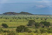 Lion rock with the Kilimandjaro in the background, Lualenyi, Tsavo Conservation Area, Kenya.