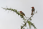 Red-and-yellow barbet (Trachyphonus erythrocephalus), Lualenyi, Tsavo Conservation Area, Kenya.