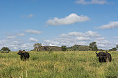 Afican buffalo (Syncerus caffer), Lualenyi, Tsavo Conservation Area, Kenya.